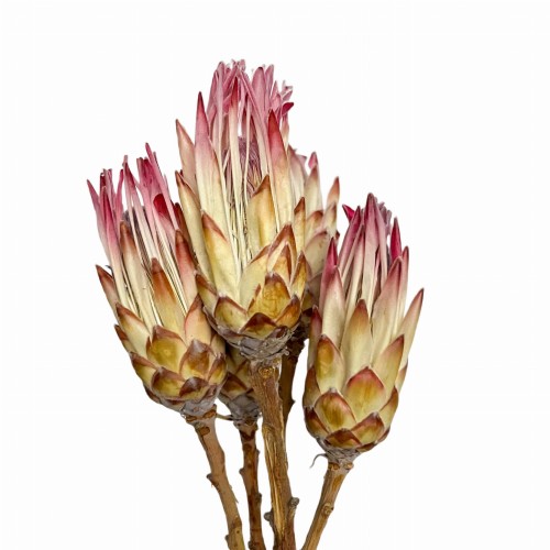 Protea compacta różowa