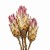 Protea compacta różowa