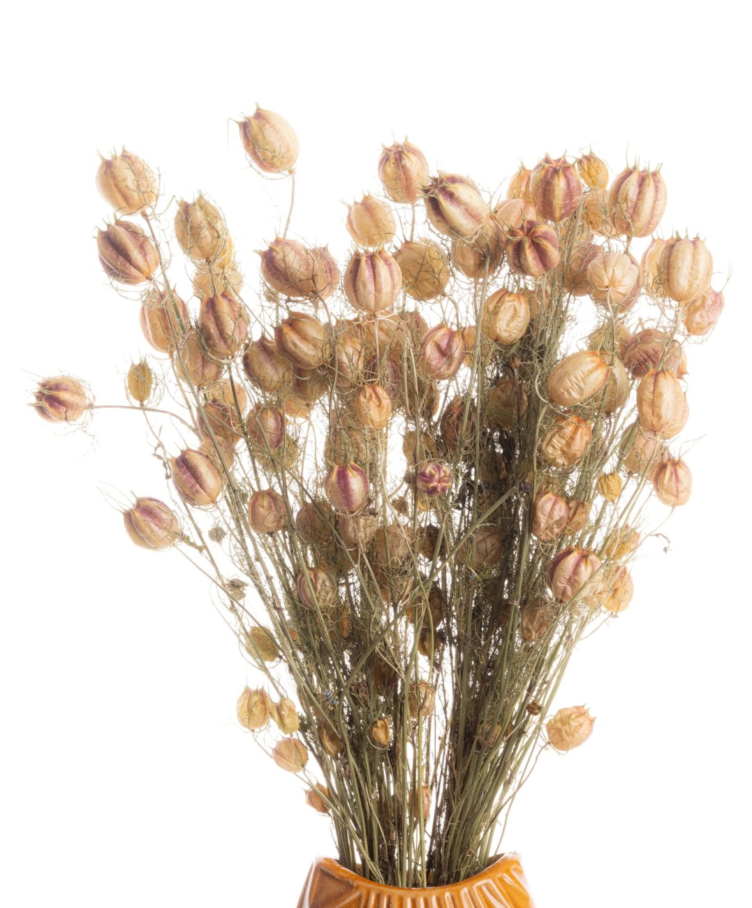 Suszona czarnuszka damasceńska naturalna - suszone kwiaty