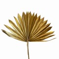 Suszony liść palmy złoty - palm sun