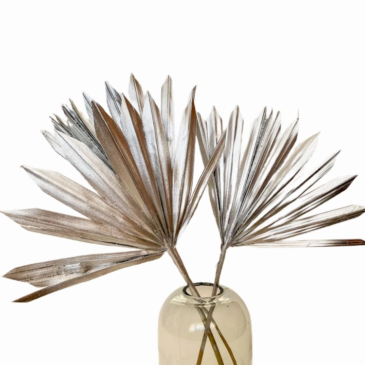 Suszony liść palmy srebrny - palm sun