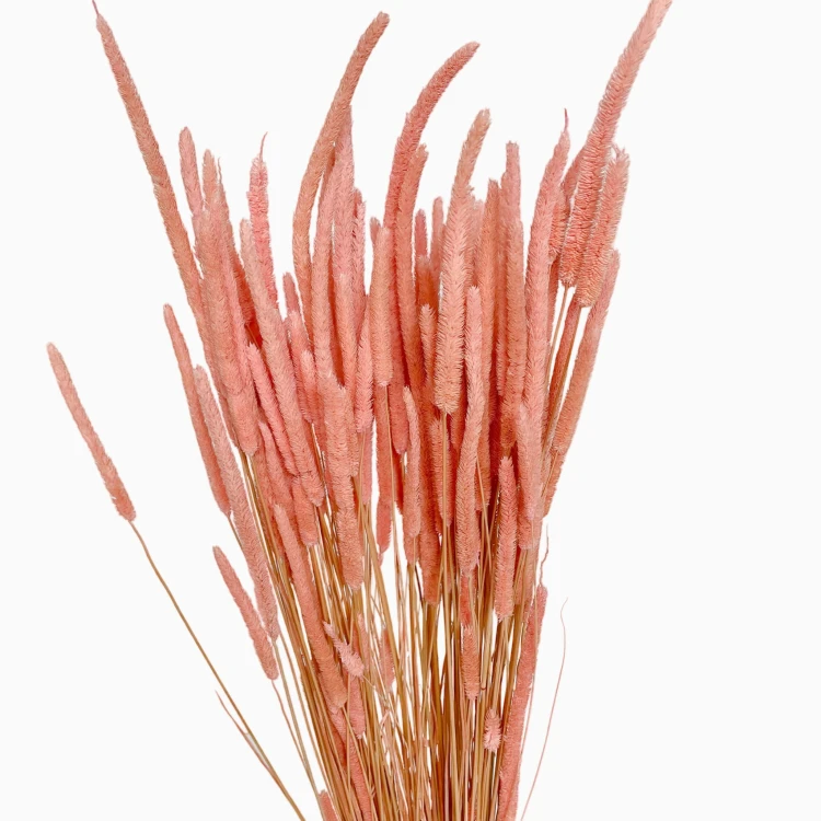 Phleum różowe