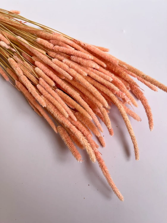 Phleum (tymotka) różowe