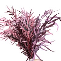 Eucalyptus Nicolii red preserved