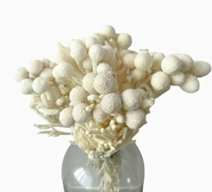 Brunia bleached 5 pcs. - dried flowers