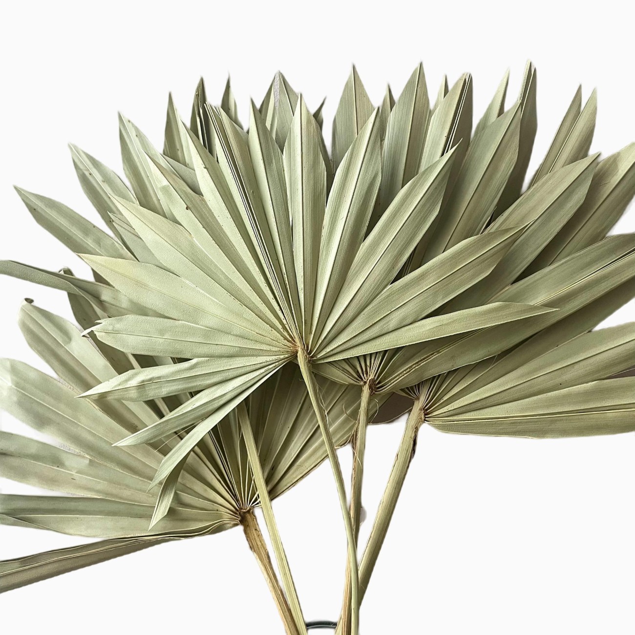 Suszony liść palmowy naturalny - palm sun