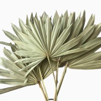 Suszony liść palmowy naturalny - palm sun