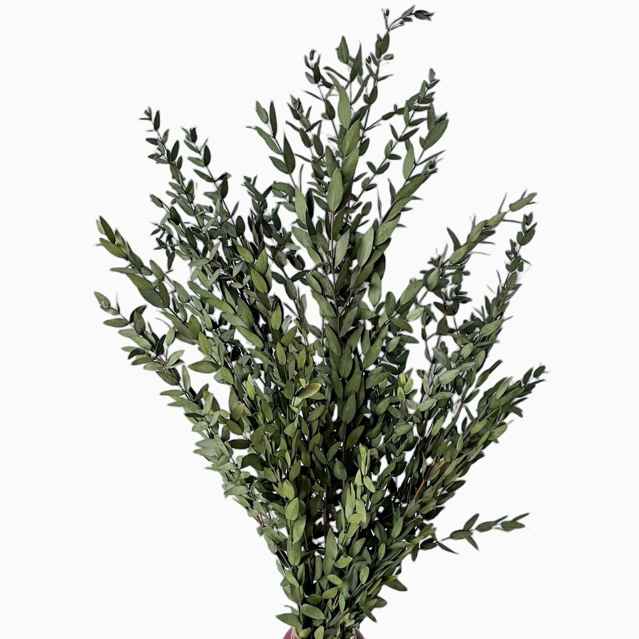 Eukaliptus stabilizowany Parvi (Parvifolia) zielony  -  liście eukaliptusa