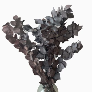 Eucalyptus Stuartiana red preserved