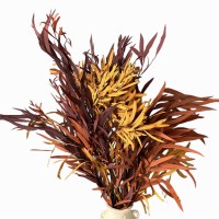 Dried Eucalyptus Nicolii Red (1)