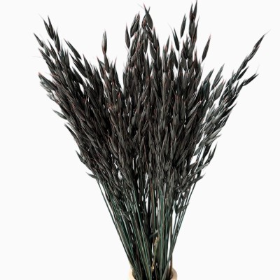 Dried black oats - 50 pcs.