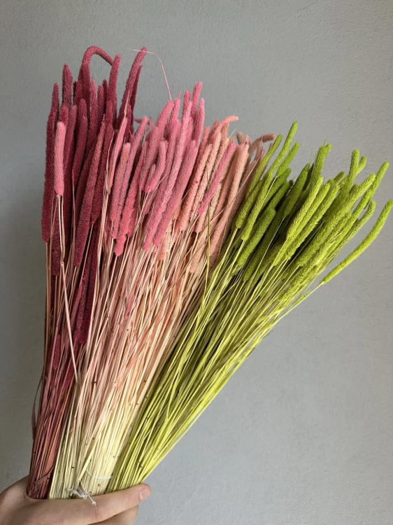 Phleum (tymotka) zielone