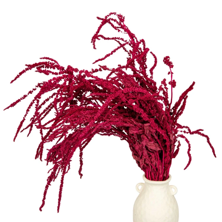 Amaranthus stabilizowany bordowy