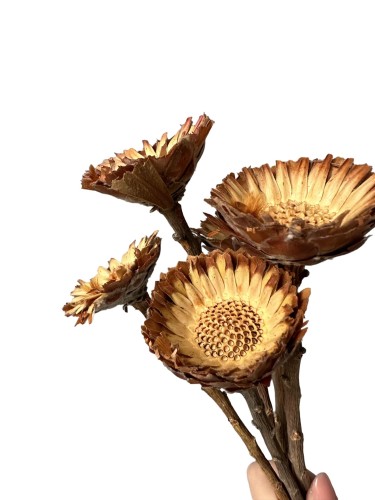 Suszona protea rosetta naturalna