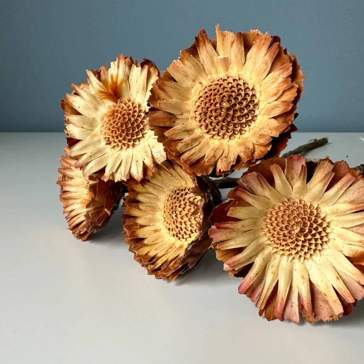 Suszona protea rosetta naturalna
