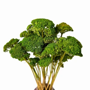 Dried green achillea