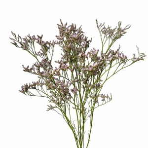 Zatrwian (limonium) szerokolistny suszony jasnofioletowy 5 szt. bukiet