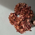 Hortensja suszona rose gold