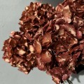 Hortensja suszona rose gold