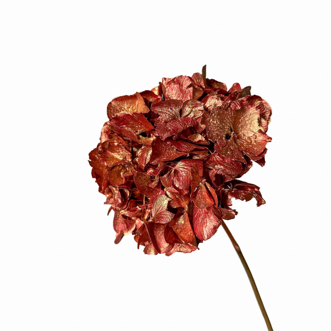 Dried hydrangea rose gold