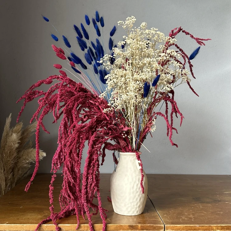 Amaranthus stabilizowany bordowy