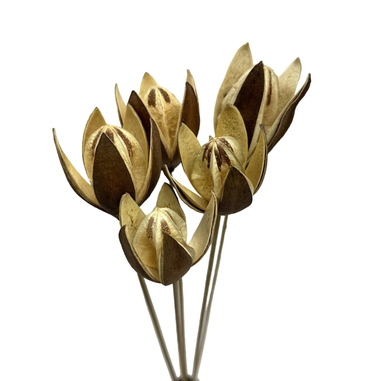 Suszona lilia naturalna - susz egzotyczny