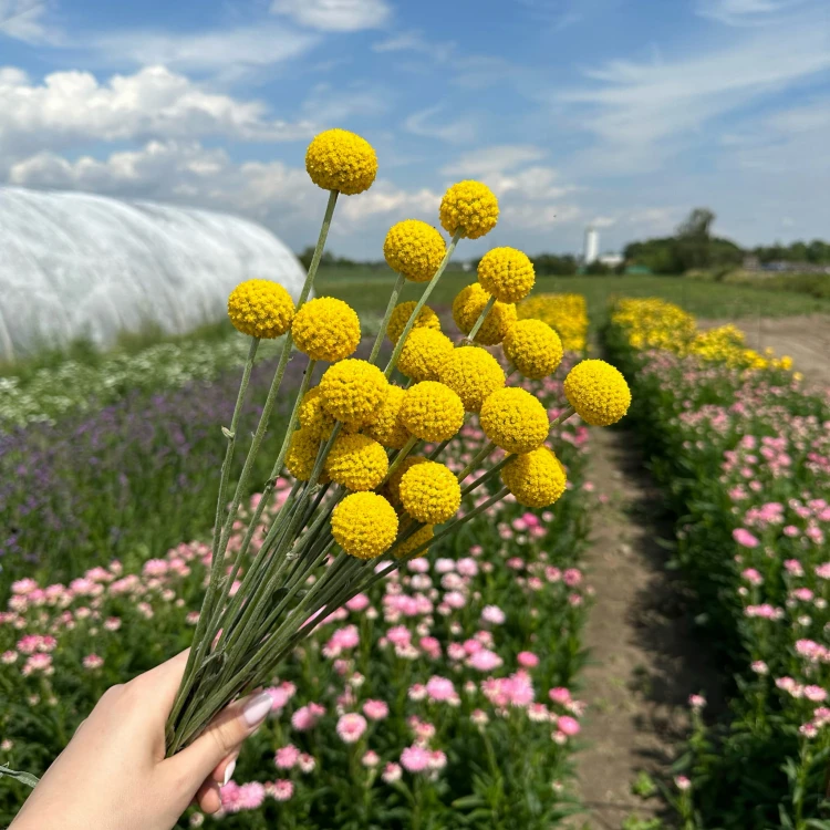 Suszona kraspedia naturalna 13 szt.