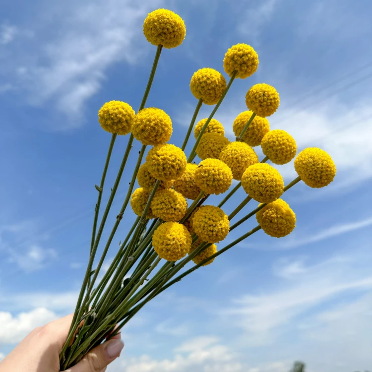 Suszona kraspedia naturalna 13 szt.