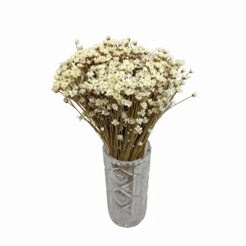 Suszona gliksja naturalna, glixia - suszone kwiaty 100g