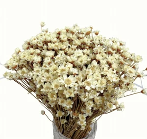 Dried natural glyxia, glixia - dried flowers 100g