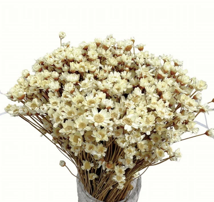 Suszona gliksja naturalna, glixia - suszone kwiaty 100g