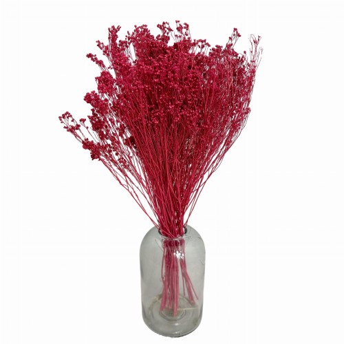 Suszony Broom Bloom bordowy