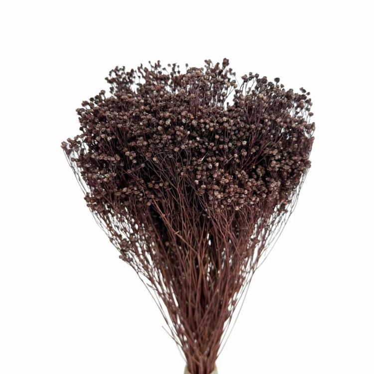 Suszony Broom Bloom brązowy