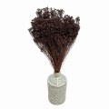 Suszony Broom Bloom brązowy