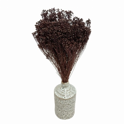 Suszony Broom Bloom brązowy