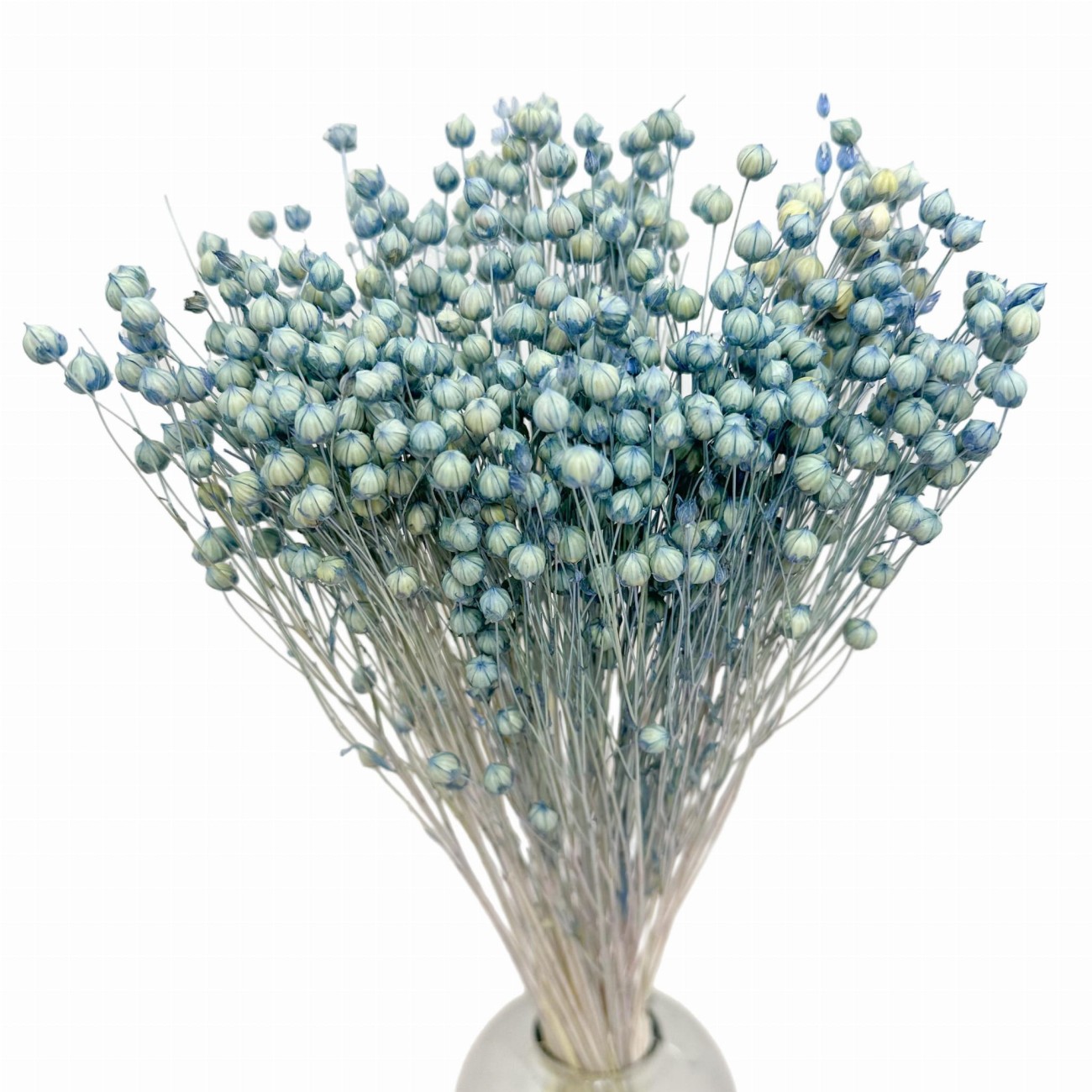 Suszony len niebieski (denim) - bukiet 80g - suszone kwiaty 