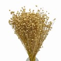 Suszony len złoty - bukiet 80g - suszone kwiaty