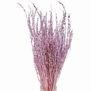 Dried lepidium light violet 