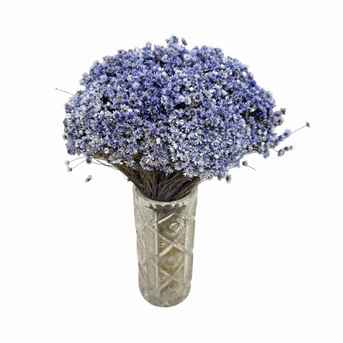 Suszona gliksja jasnofioletowa, glixia - suszone kwiaty 100g