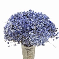 Dried light purple glyxia, glixia - dried flowers 100g