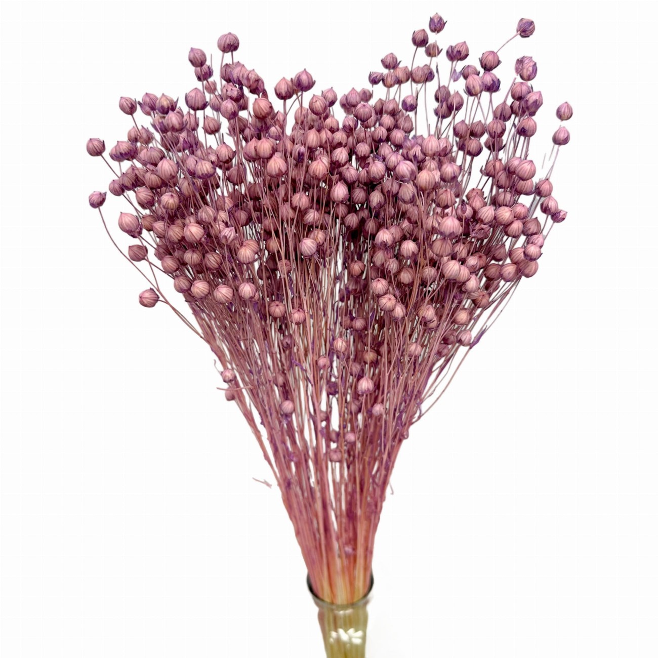 Purple flax 90g - dried flowers