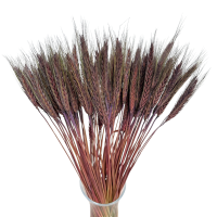 Dried triticale brown 60 pcs.