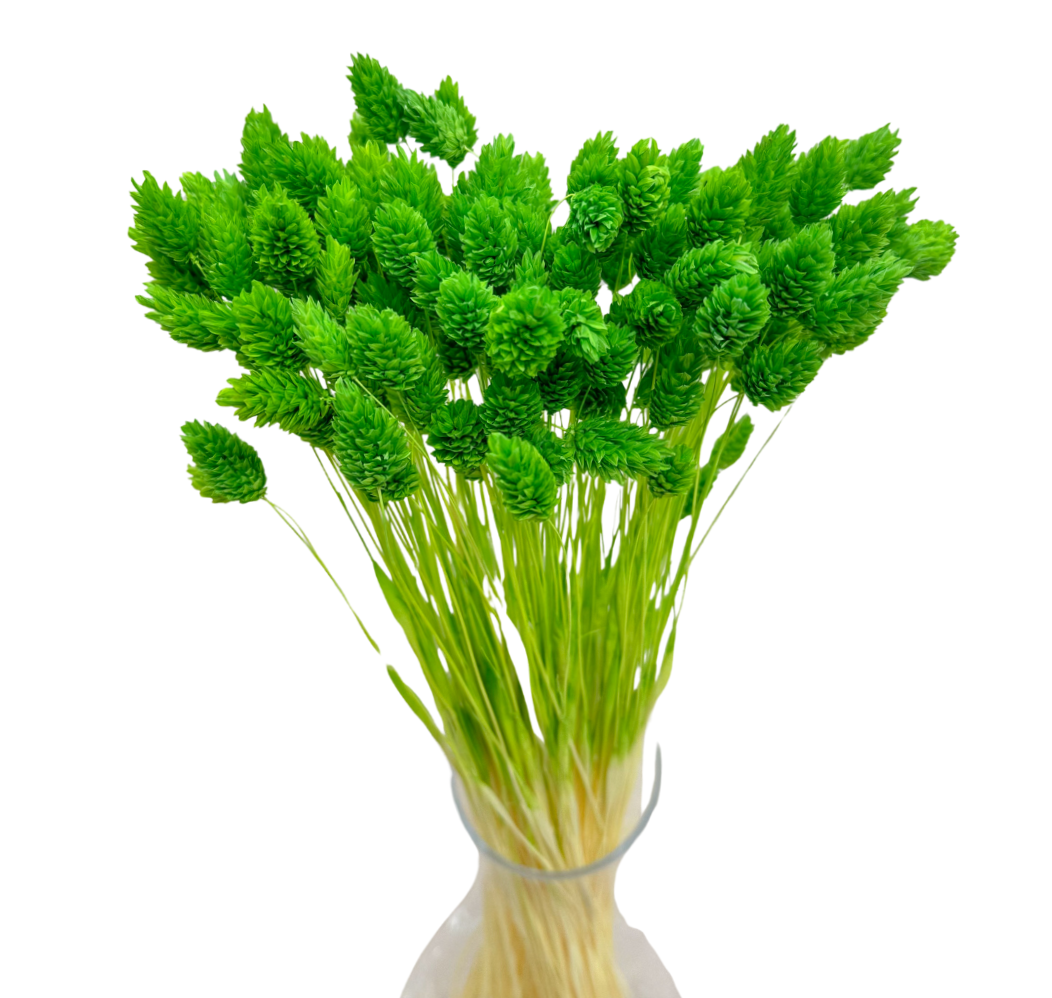 Phalaris dried green - canary grass - 90 pcs.