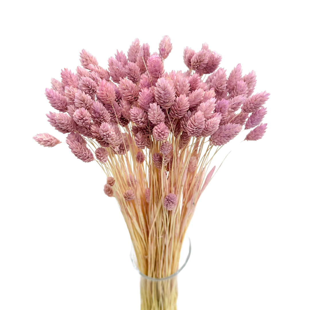 Phalaris dried light purple - canary grass - 90 pcs.