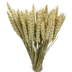 Dried natural wheat  60 pcs.