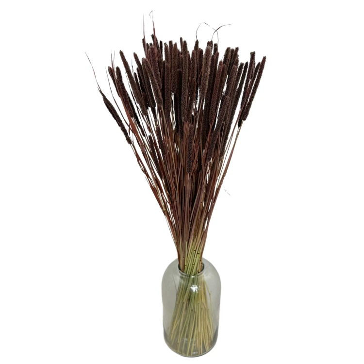 Suszone Phleum (tymotka) brązowe 100g - suszone trawy