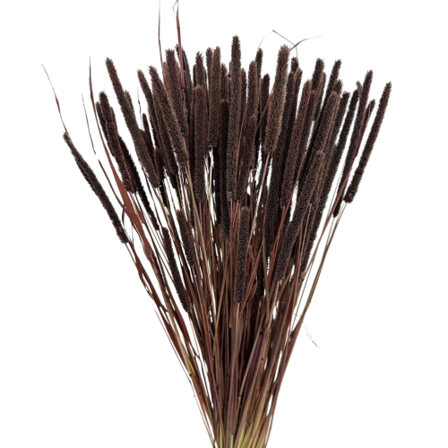 Suszone Phleum (tymotka) brązowe 100g - suszone trawy