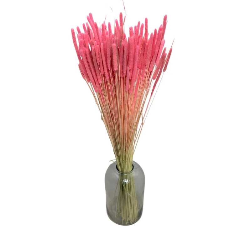Suszone Phleum (tymotka) różowe 100g - suszone trawy