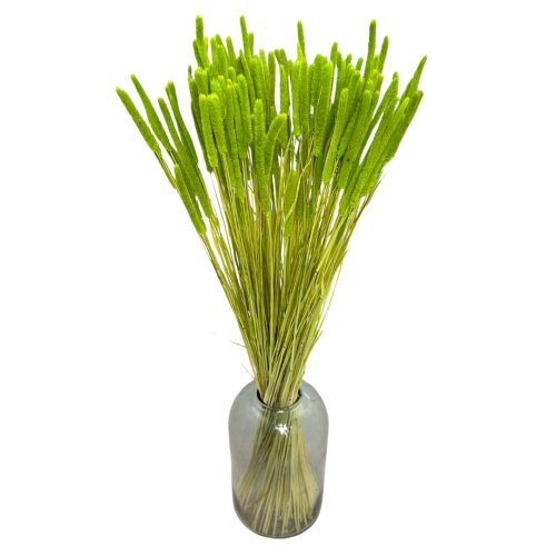 Suszone Phleum (tymotka) zielone 100g - suszone trawy