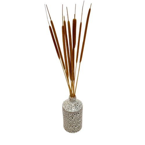 Suszona pała wodna (Typha) 10szt.